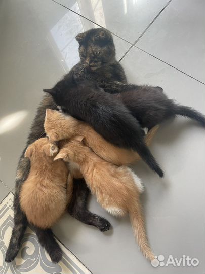 Кошка в дар бесплатно