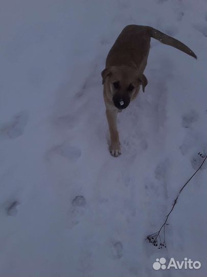 Щенок для дома