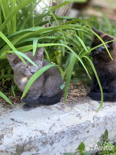 Котята в добрые руки даром мальчик и девочка