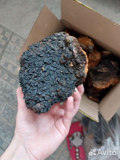 Чага кусковая