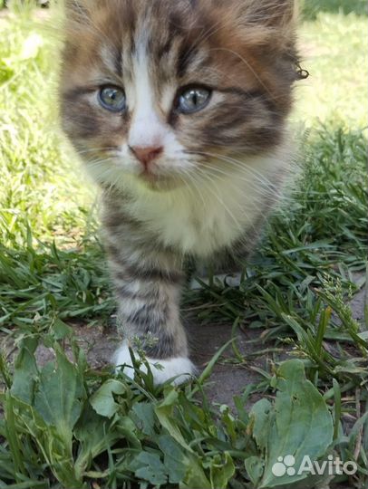Котята сибирские