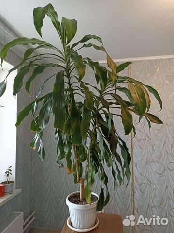 Драцена (пальма, юкка) 1,9м