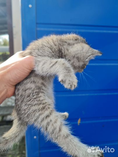 Котодети в добрые руки