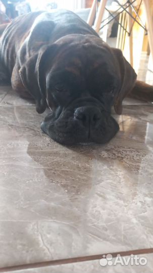 Немецкий боксер