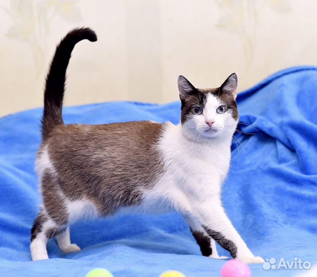 Кот Шуша ищет дом