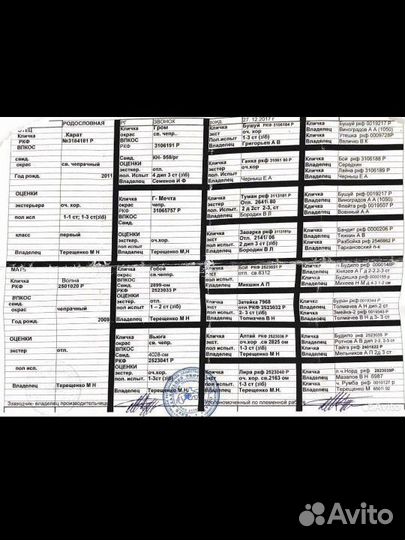 Щенки Русской Гончей