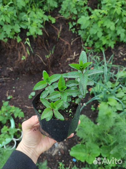 Мята перечная свежая пучком, а также рассада