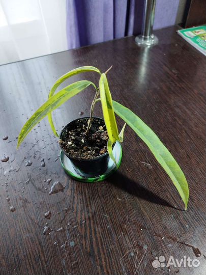 Сортовые фикусы