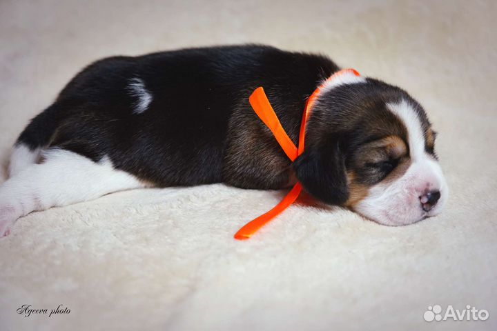 Щенки бигль