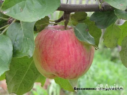 Продам яблони