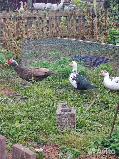 Индоутки, селезни и утки