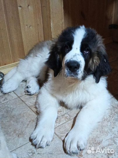 Щенки Московской сторожевой