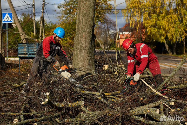 Спил деревьев