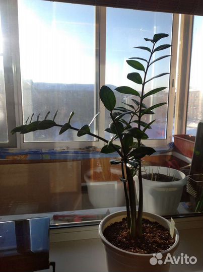 Замиокулькас