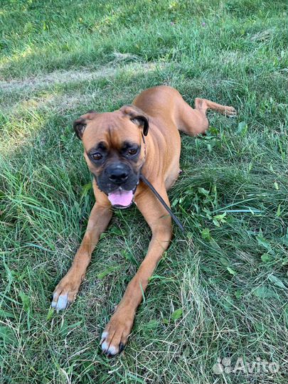 Боксер собака