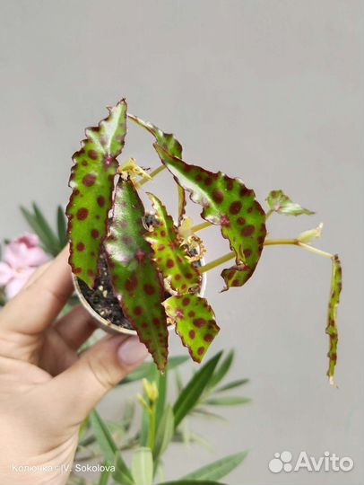 Бегония Амфиоксис