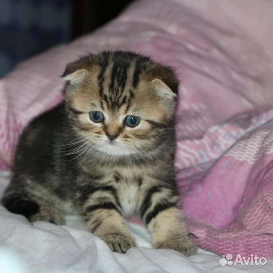 Шотландская