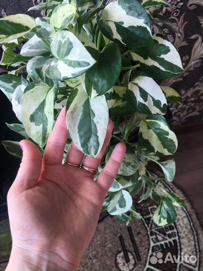 Сциндапсус н джой