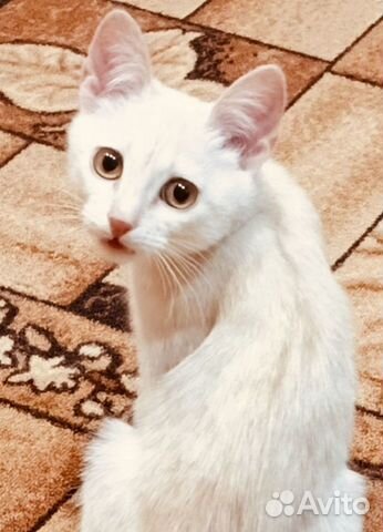 Янтарные глазки у котика из сказки объявление продам