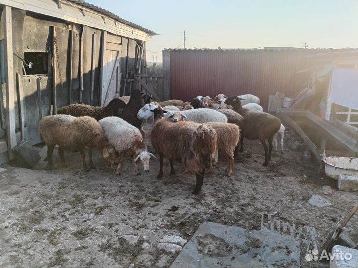 Бараны и телята