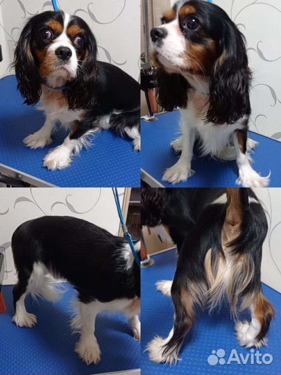 Грумминг собак