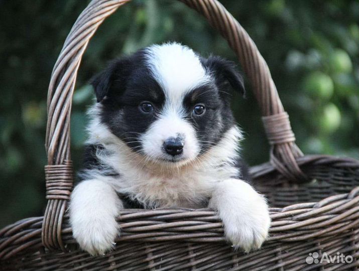 Щенки аусси