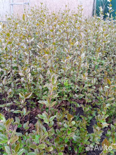 Кизильник блестящий