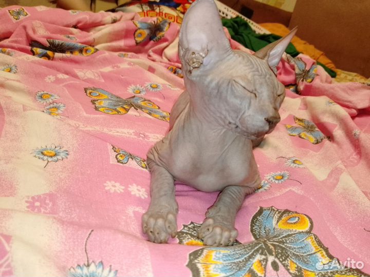 Донской сфинкс