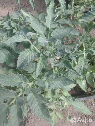 Рассада помидор и перцев