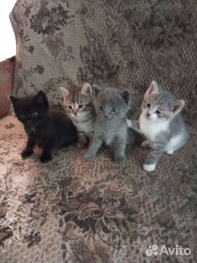 Котята в добрые руки