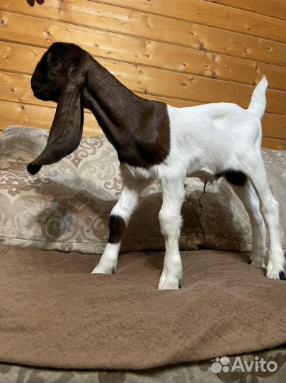 Козлята камори