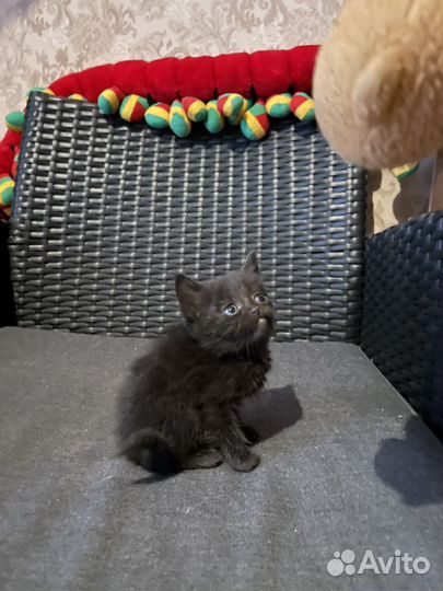 Котята в добрые руки 1 месяц