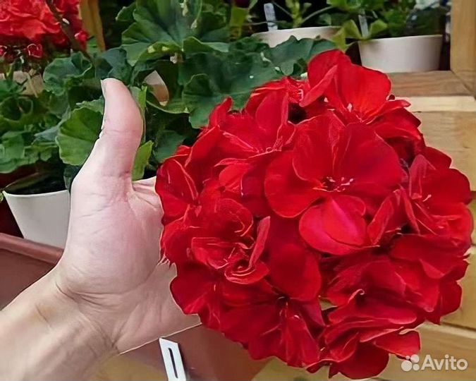 Пеларгония герань сортовая