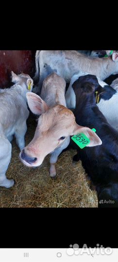 К Бычки Швицы и тёлочки