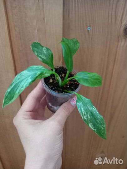 Комнатные растения