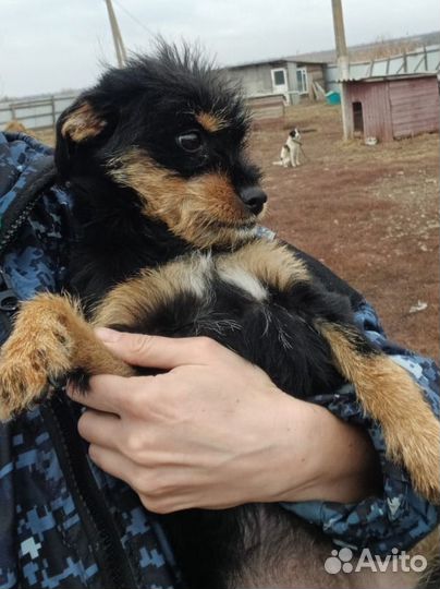 Малышка в беде в добрые руки