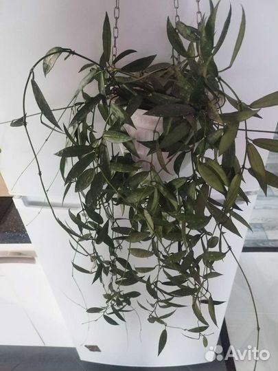 Хойя срезом