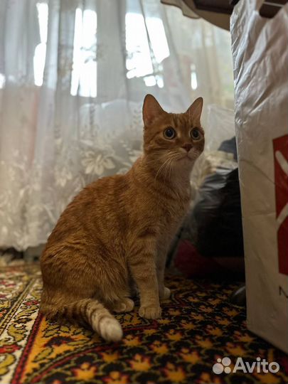 Кот в добрые руки