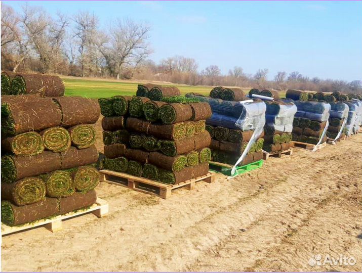 Рулонный газон Элитный от производителя