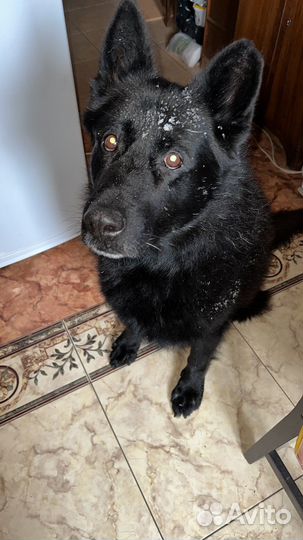 Собака ищет дом