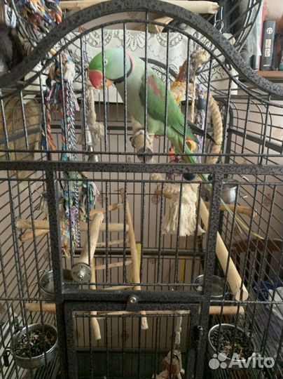 Александрийский попугай