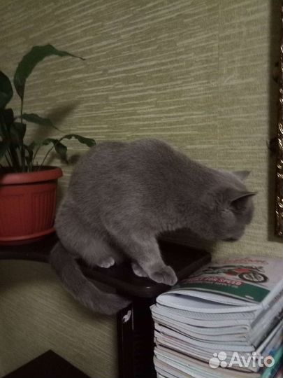 Кошечка,5лет