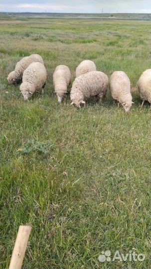 Овцы бараны
