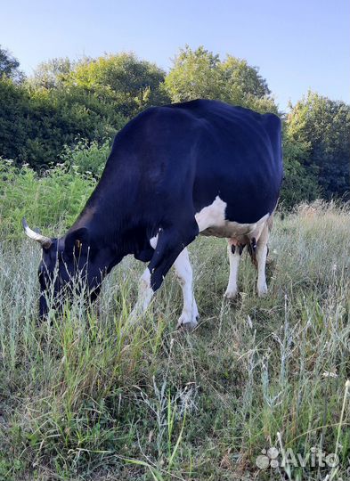 Корова дойная и тёлка