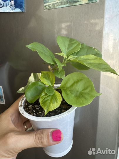 Бугенвиллия