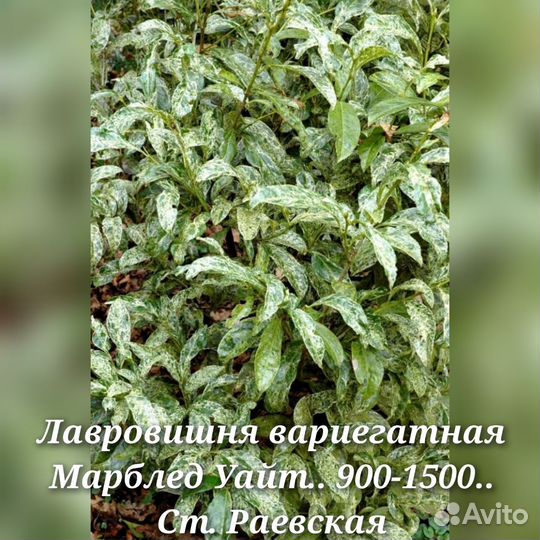 Криптомерия, лавровишня вариегатная