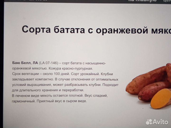 Батат рассада