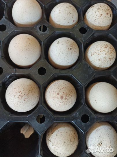 Яйцо индейки