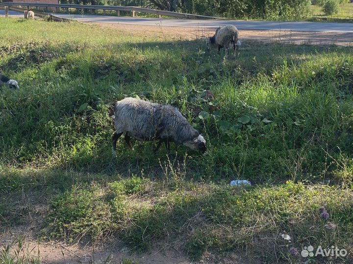 Овцы, бараны