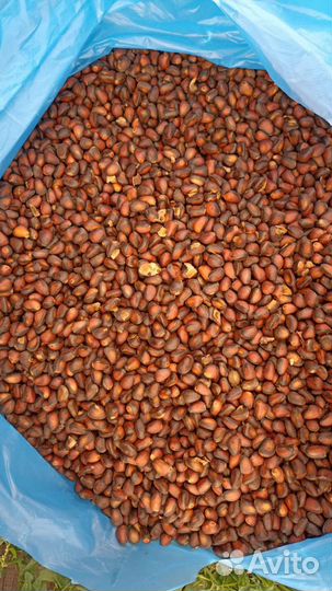 Кедровый орех